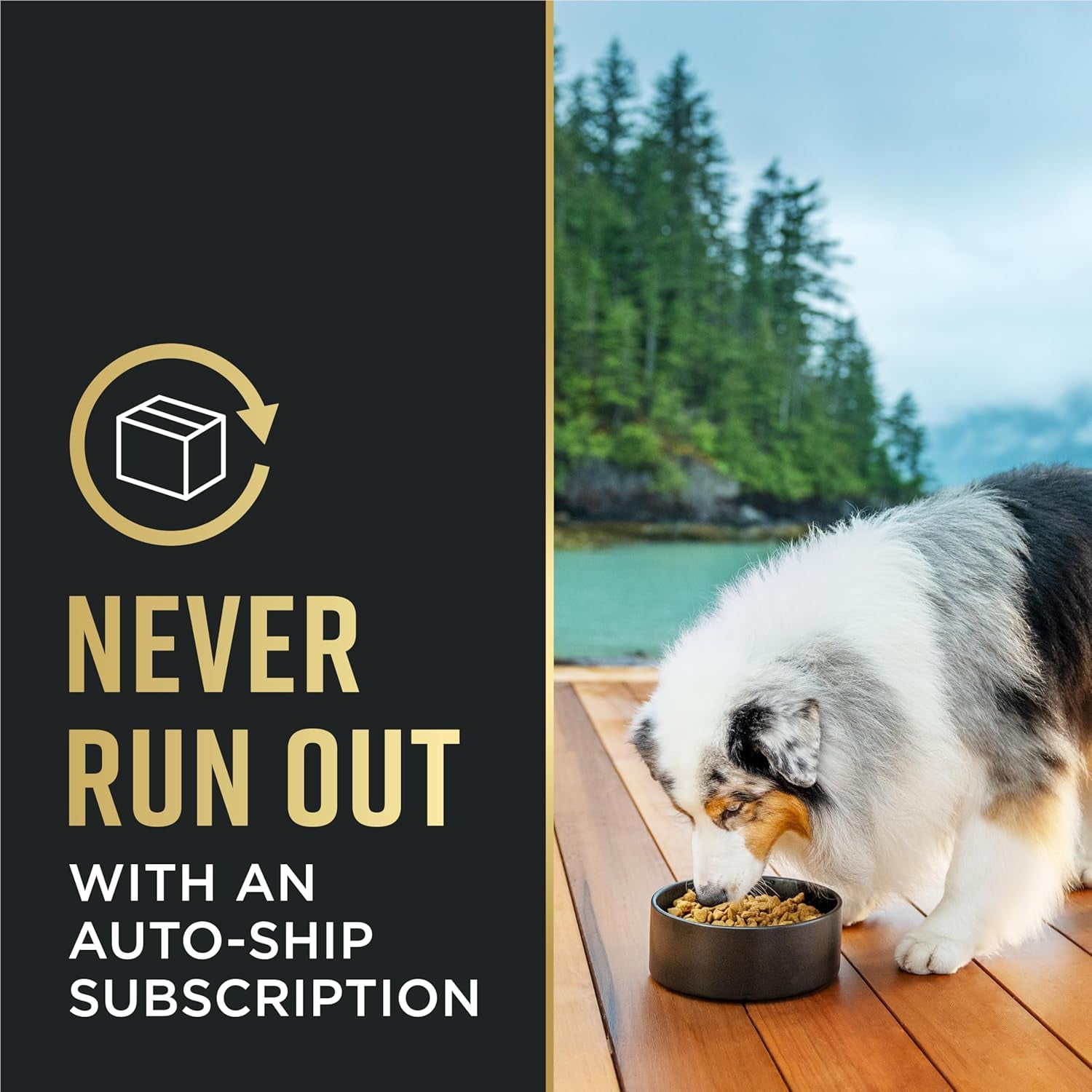 Sensitive Skin and Sensitive Stomach Dog Food Lamb and Oat Meal Formula - 24 Lb. Bag