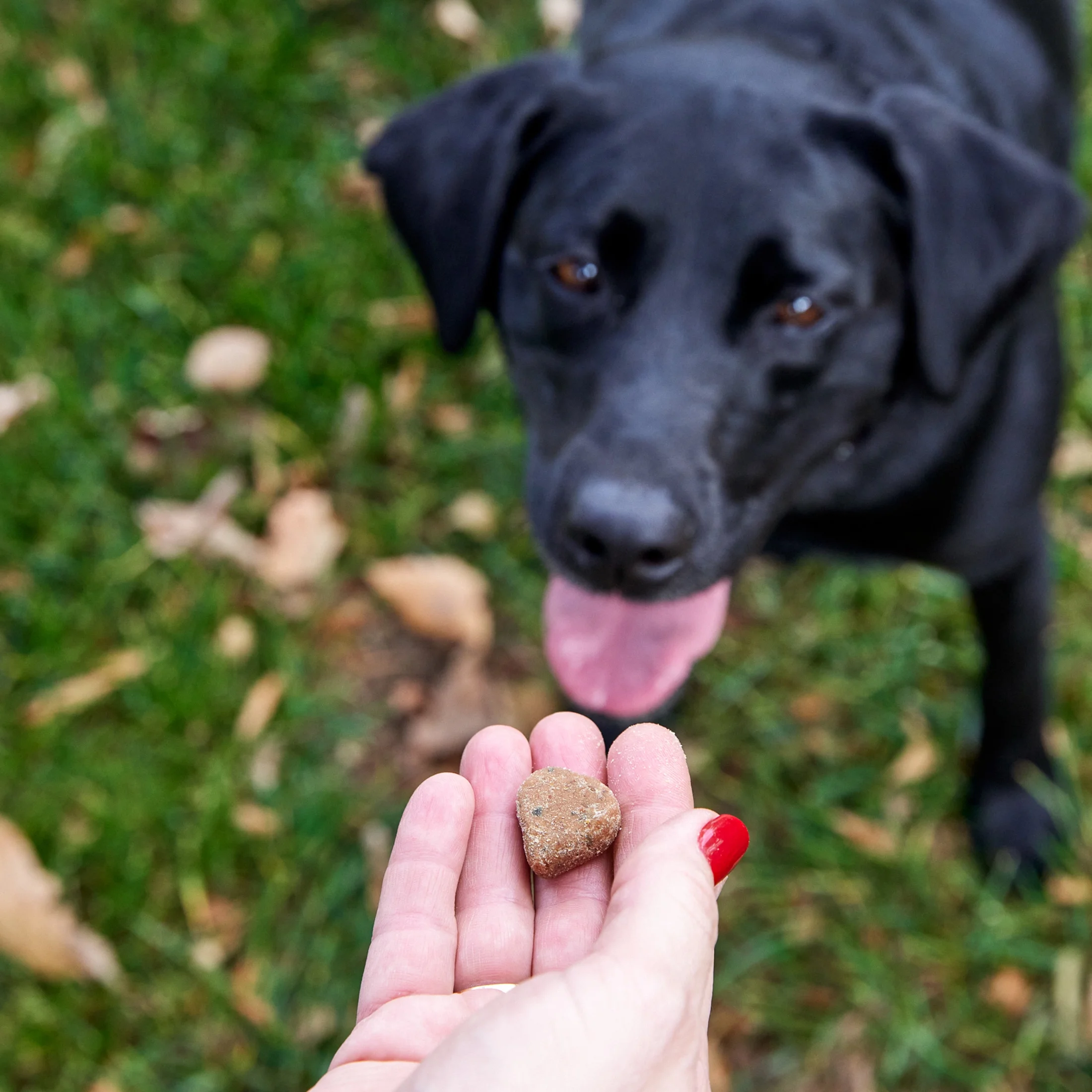 Probiotic Bites for Dogs, for Gut Health, Pumpkin 250Ct